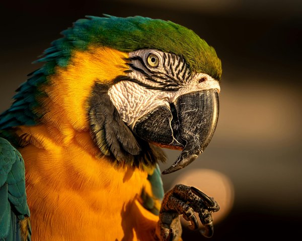 Can a Dachshund participate in dog sports without risking back injury?