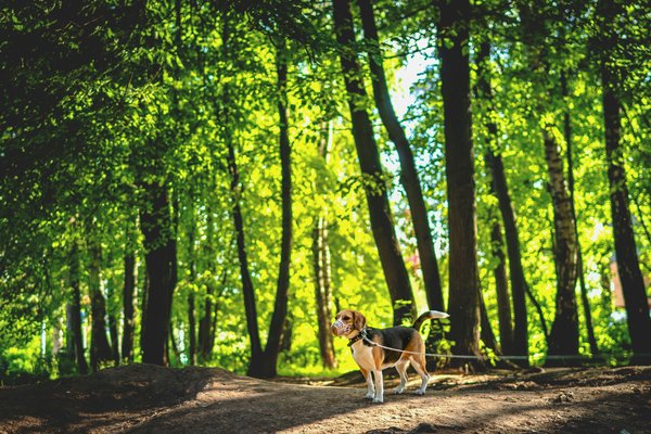 Can you train a Beagle to live harmoniously in an apartment setting?