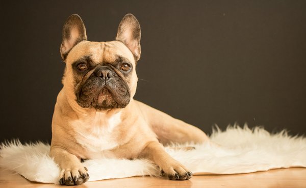 How can you provide relief for a Bulldog suffering from brachycephalic syndrome?