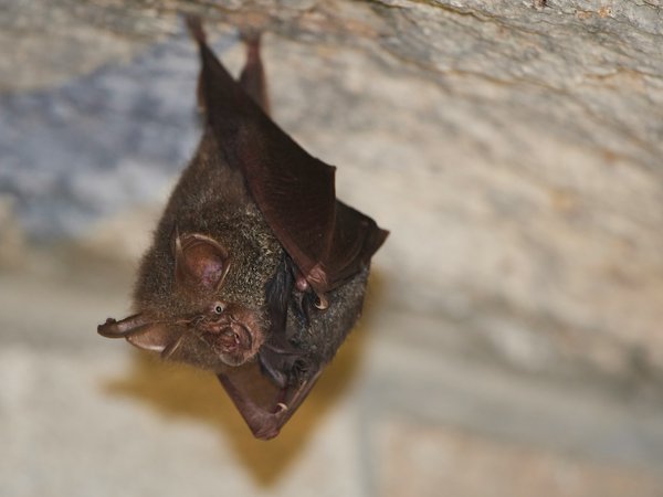 How do urban developments impact bat populations in the UK, and what can be done?